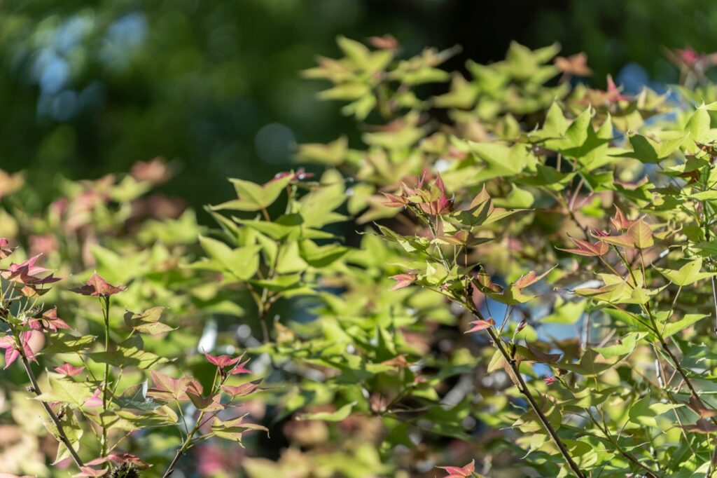 楓香公園 (2)