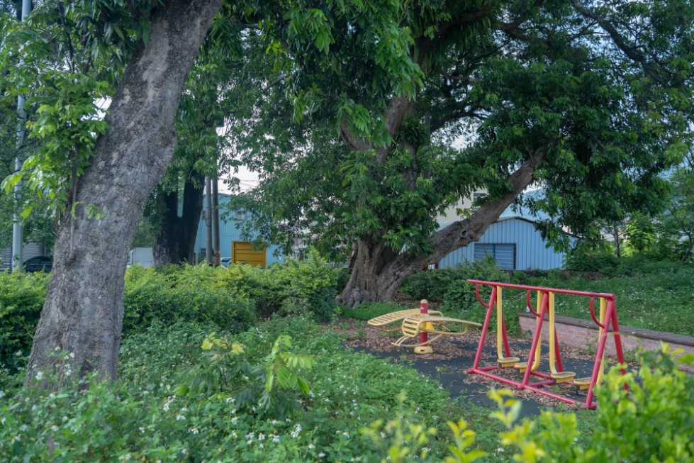 楓香公園 (5)