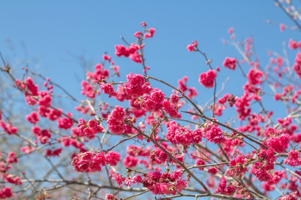 2022花現暨大 (9)